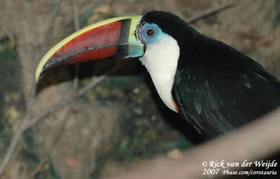 Roodsnaveltoekan / Red-Billed Toucan