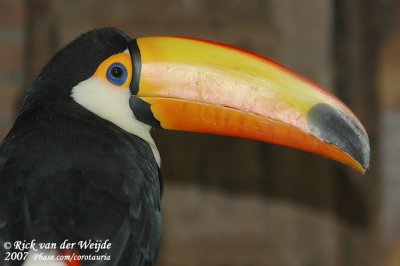 Toco Toucan  (Reuzentoekan)