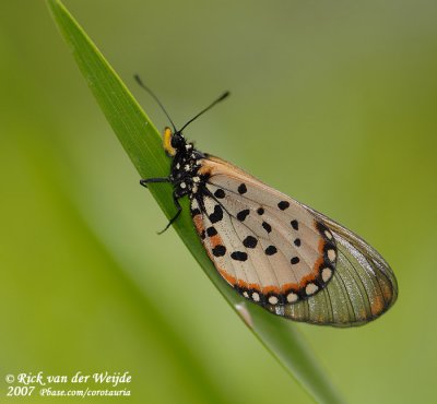 Acraea horta / Garden Acraea Butterfly