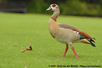Egyptian Goose  (Nijlgans)