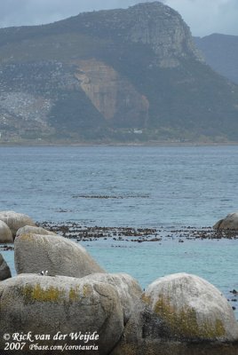 Boulders at Boulder's Beach