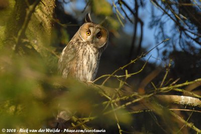 Long-Eared Owl  (Ransuil)