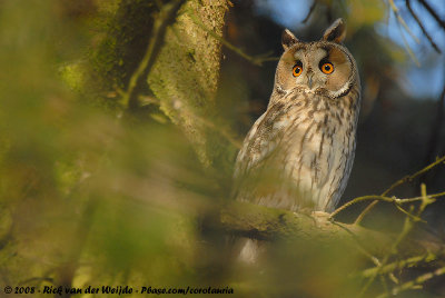 Long-Eared OwlAsio otus otus