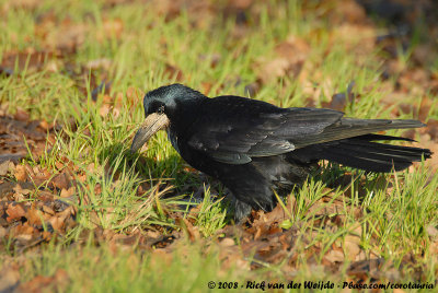 Eurasian RookCorvus frugilegus frugilegus