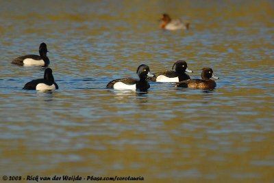 Tufted DuckAythya fuligula