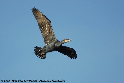 Great CormorantPhalacrocorax carbo sinensis