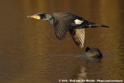 Great Cormorant  (Aalscholver)