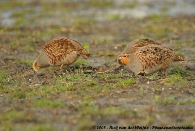 Grey PartridgePerdix perdix perdix