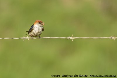 Kaapse Zwaluw / Greater Striped Swallow