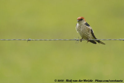 Kaapse Zwaluw / Greater Striped Swallow