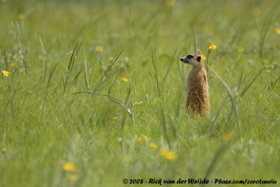 Slender-Tailed Meerkat  (Stokstaart)