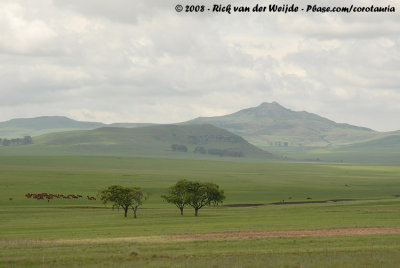 Mpumalanga Highlands