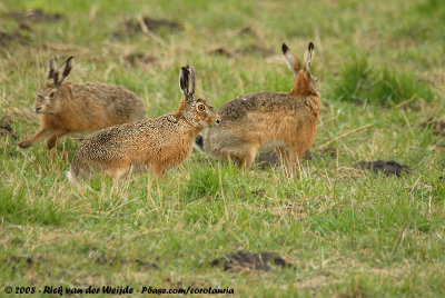 European HareLepus europaeus europaeus