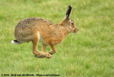 European Hare  (Europese Haas)