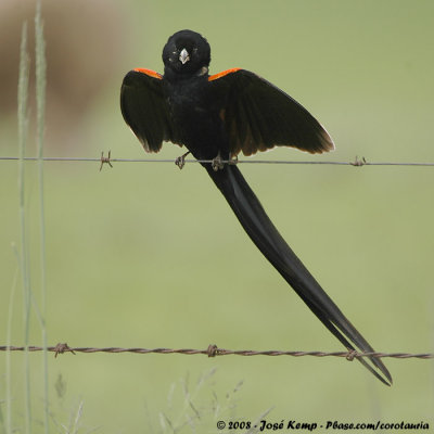 Hanenstaartwidavink / Long-tailed Widowbird