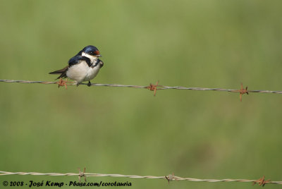 Witkeelzwaluw / White-Throated Swallow