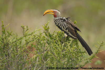 Zuidelijke Geelsnaveltok / Southern Yellow-Billed Hornbill