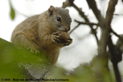 Smiths Boseekhoorn / Tree Squirrel