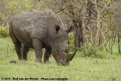 Breedlipneushoorn / Square-Lipped Rhinoceros