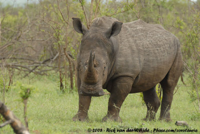 Breedlipneushoorn / Square-Lipped Rhinoceros