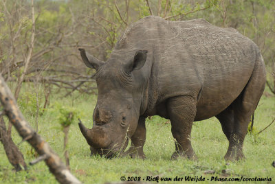 Breedlipneushoorn / Square-Lipped Rhinoceros