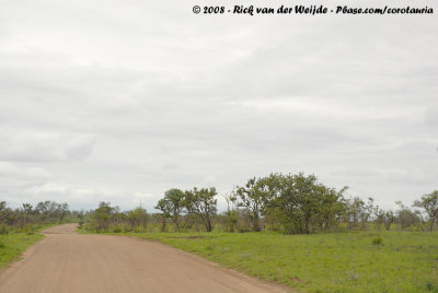 Wooded landscape of southern Kruger