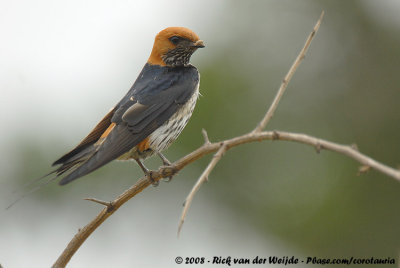 Savannezwaluw / Lesser Striped Swallow