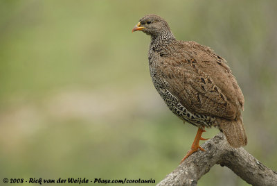 Natalfrankolijn / Natal Francolin