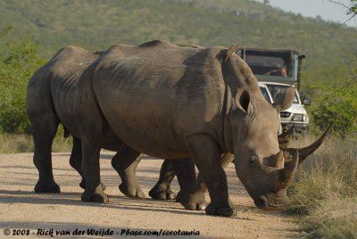 Breedlipneushoorn / Square-Lipped Rhinoceros