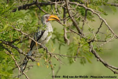 Zuidelijke Geelsnaveltok / Southern Yellow-Billed Hornbill