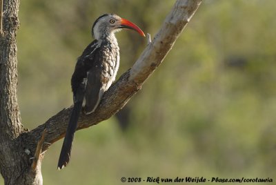 Zuidelijke Roodsnaveltok / Southern Red-Billed Hornbill
