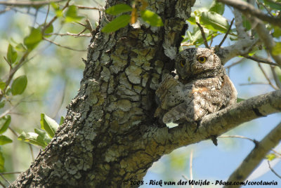Afrikaanse Dwergooruil / African Scops-Owl
