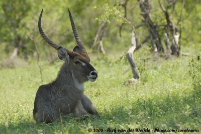 Gewone Waterbok / Common Waterbuck