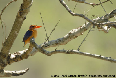 Afrikaanse Dwergijsvogel / African Pygmy Kingfisher
