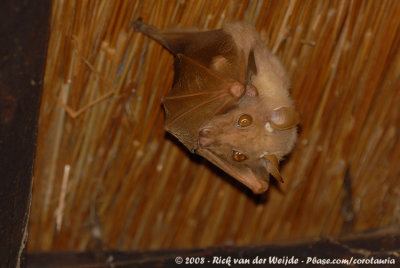 Peters Epaulettenvleerhond / Peter's Epaulet Fruit Bat