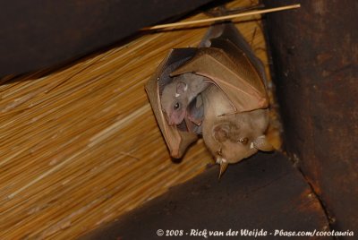 Peters Epaulettenvleerhond / Peter's Epaulet Fruit Bat
