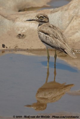 Watergriel / Water Thick-Knee