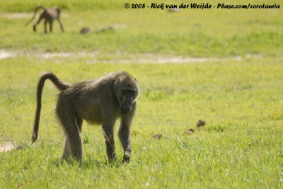 Beerbaviaan / Chacma Baboon