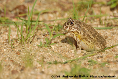 Afrikaanse Stierkikker / African Bullfrog