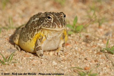 Afrikaanse Stierkikker / African Bullfrog