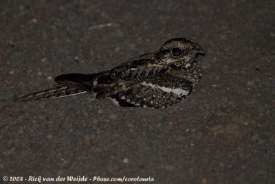Gabonnachtzwaluw / Square-Tailed Nightjar