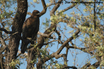 Wahlbergs Arend / Wahlberg's Eagle