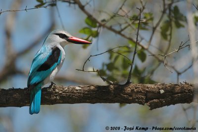 Senegalijsvogel / Woodland Kingfisher