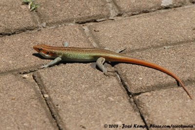 Rainbow Skink  (Regenboogskink)