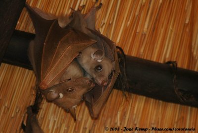 Peters Epaulettenvleerhond / Peter's Epaulet Fruit Bat