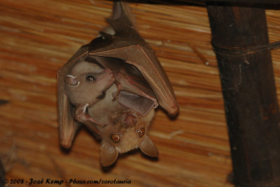 Peters Epaulettenvleerhond / Peter's Epaulet Fruit Bat