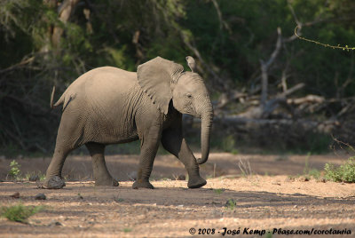 Afrikaanse Olifant / African Elephant