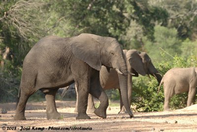 Afrikaanse Olifant / African Elephant