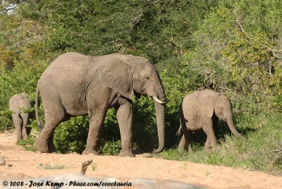 Afrikaanse Olifant / African Elephant