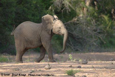 African Bush Elephant  (Afrikaanse Olifant)